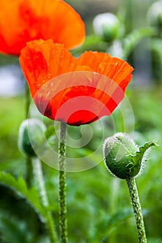 Closeup of the blooming red poppy flowers and poppy buds