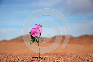 Closeup of blooming small pink flower in desert landscape