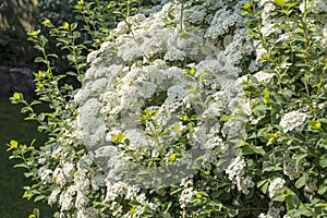Closeup of a Blooming Spirea Bush in a Garden #3 photo