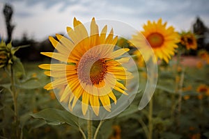 Closeup of a blooming sunflower in a field captured during daylight