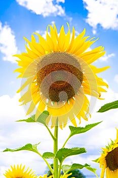 Closeup blooming sunflower on a sky background