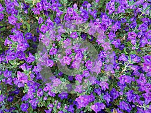 Closeup of Blooming TexasSage