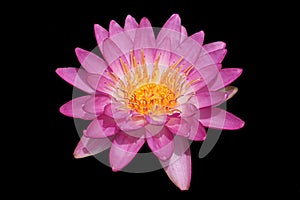 Closeup blooming waterlily or lotus flower isolated in black ba
