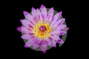 Closeup blooming waterlily or lotus flower isolated in black ba