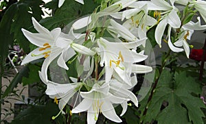 Closeup of blooming white Lilium candidum flowers