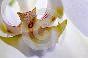 A closeup of a blooming white orchid flower