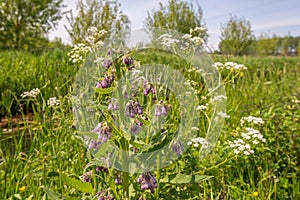 Closeup of blooming wild plants in springtime