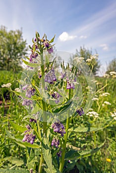 Closeup of blooming wild plants in springtime