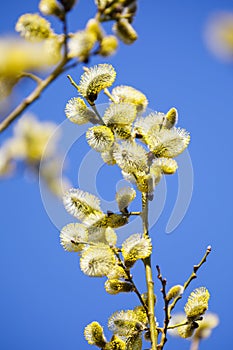 Closeup of blooming willow tree at spring
