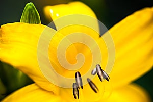 Closeup of the blooming yellow lily flower