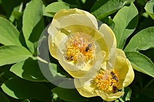 Closeup of blooming yellow Peony flowers