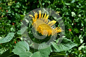 Closeup of blooming yellow sunflower with green leaves