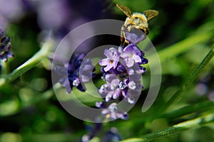 closeup of a blossom with a bee