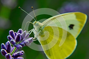 closeup of a blossom with a butterfly