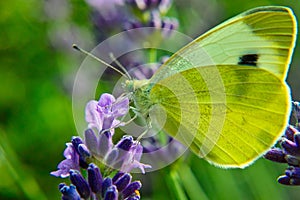 closeup of a blossom with a butterfly