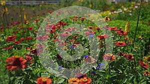 Closeup of blossom Indian blanket flowers and green leaves in a meadow