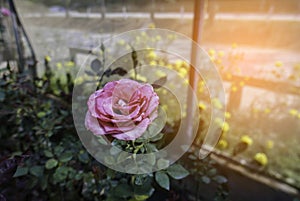 Closeup of blossom pink rose in glasshouse in daytime in rural area for love, passion, relaxation, travel, agritourism,