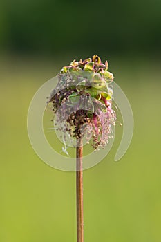 Closeup of a blossom of the small burnet