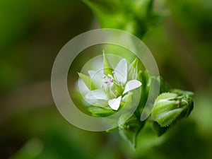 Closeup of the blossom of a thyme leaf sandwort photo