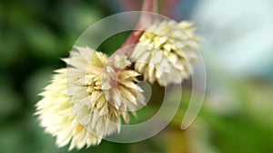 Closeup blossom white flower of Alternanthera brasiliana, Calico plant