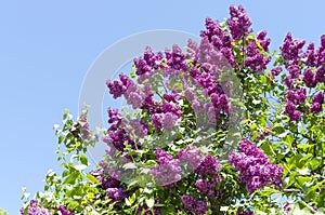 Closeup of blossomed lilac flower