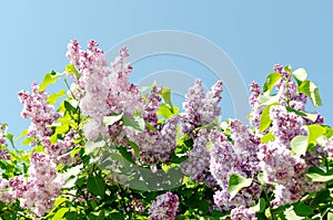 Closeup of blossomed lilac flower