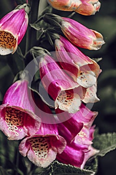 Closeup of the blossomed pink foxglove flowers in the garden