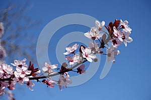 Closeup of blossoming branch of purple-leaved prunus pissardii against blue sky in April