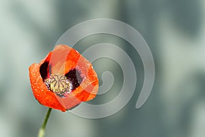 Closeup of a blossoming red poppy with raindrops after rain on gray