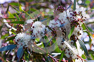 Closeup of blossoming soap mallee