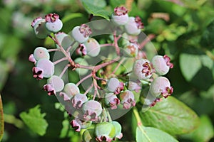 Closeup of blossoming vaccinium pallidum in a field under the sunlight with a blurry background