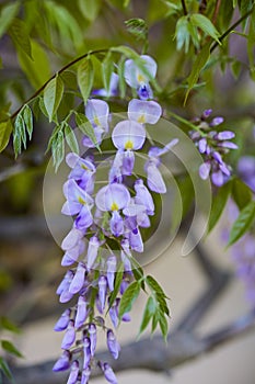 closeup on blossoming white and violet wisteria flowers