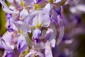 closeup on blossoming white and violet wisteria flowers