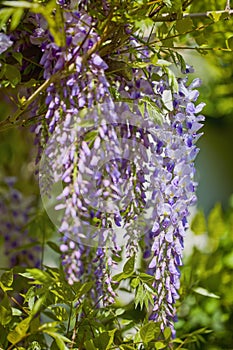 closeup on blossoming white and violet wisteria flowers