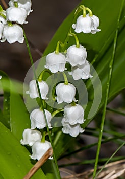 Closeup of the blossoms of a lily of the valley Convallaria majalis in the garden. On the flowers you can see drops of water