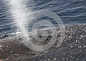 Closeup of a blowing humpback whale (Megaptera novaeangliae)