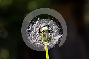Closeup of blown dandelion