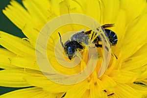 Closeup of a blu eyed male of the spined mason bee, Osmia spinulosa