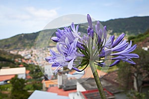 Closeup of blue african lily Agapanthus africanus in Funchal, Madeira