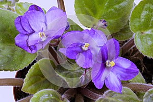 Closeup of Blue African Violet Flowers and Green Leaves