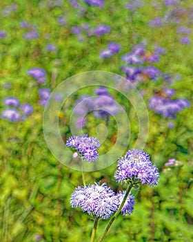 closeup blue Ageratum flowers in flower field or meadow