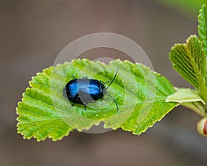 Alder leaf beetle on green alder leaf