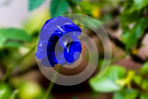 Closeup of a blue Asian pigeonwing flower, Clitoria ternatea blooming in the garden