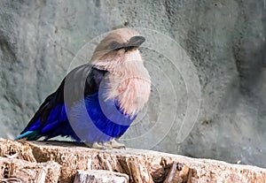 Closeup of a blue bellied roller sitting on a tree stump, a beautiful and colorful bird from the savannah of africa