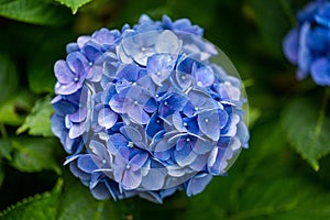 Closeup of a blue bigleaf hydrangea flower