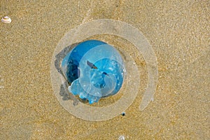 Closeup of a Blue Blubber Jellyfish, stranded in the sand of the Dutch coast