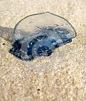 Blue bottle on the beach photo