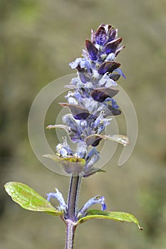 Closeup blue bugle