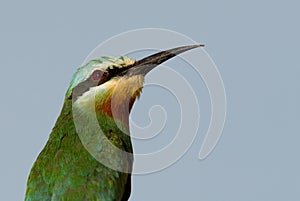 Closeup of Blue-cheeked bee-eater