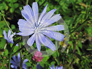 Closeup of blue Chicory flower on a background of a different field grass